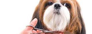 Pet Grooming Slogans